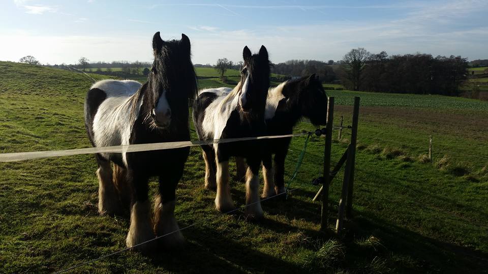 Curious horses