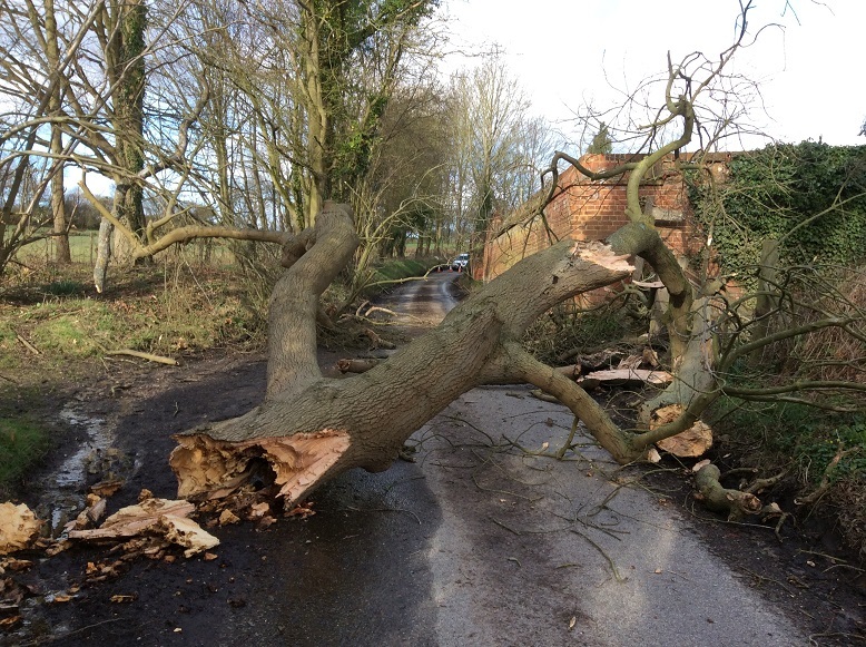 Tree down 1